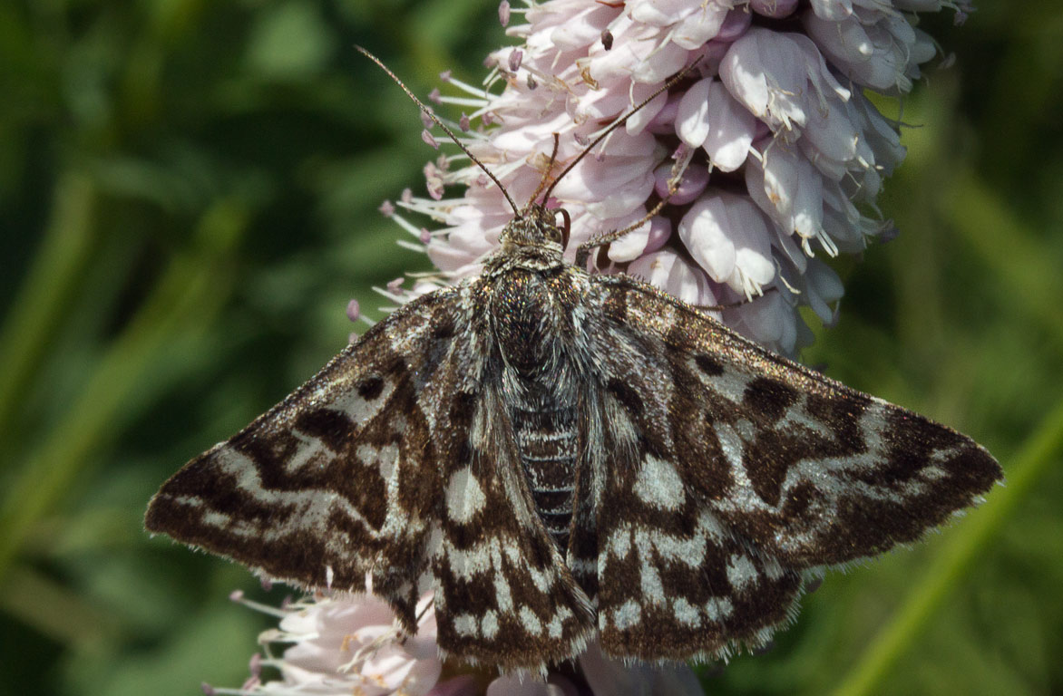    (Euclidia mi)