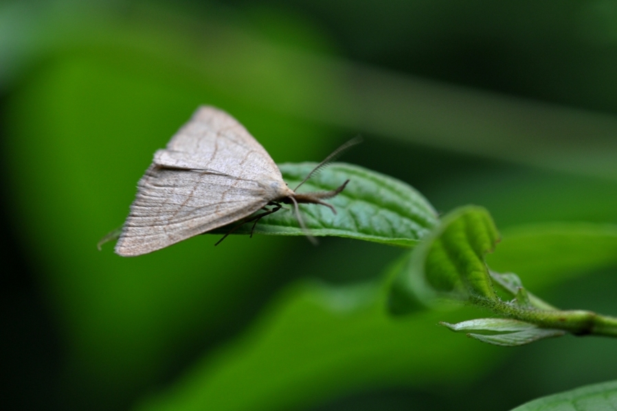 -  (Polypogon tentacularia)