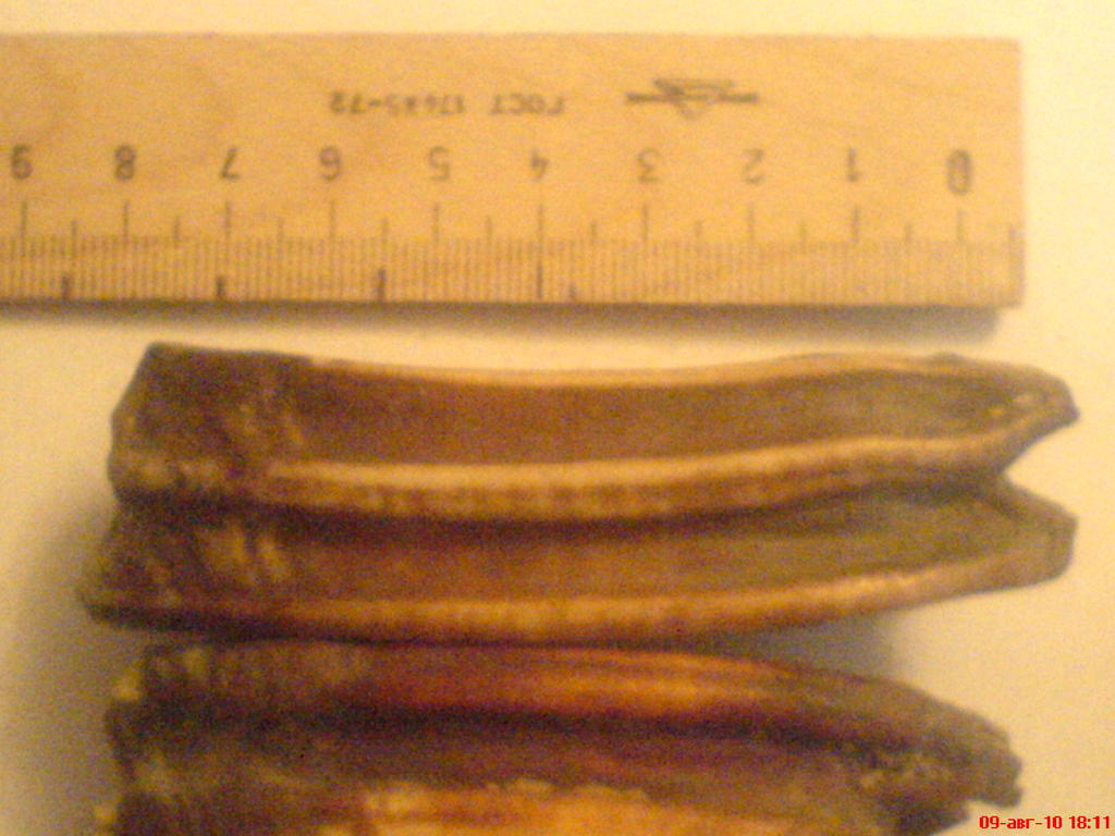 ���� ������������ ���������