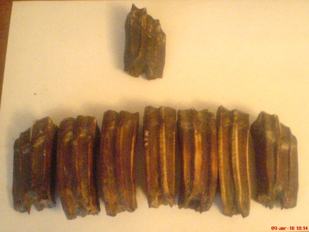 ���� ������������ ���������