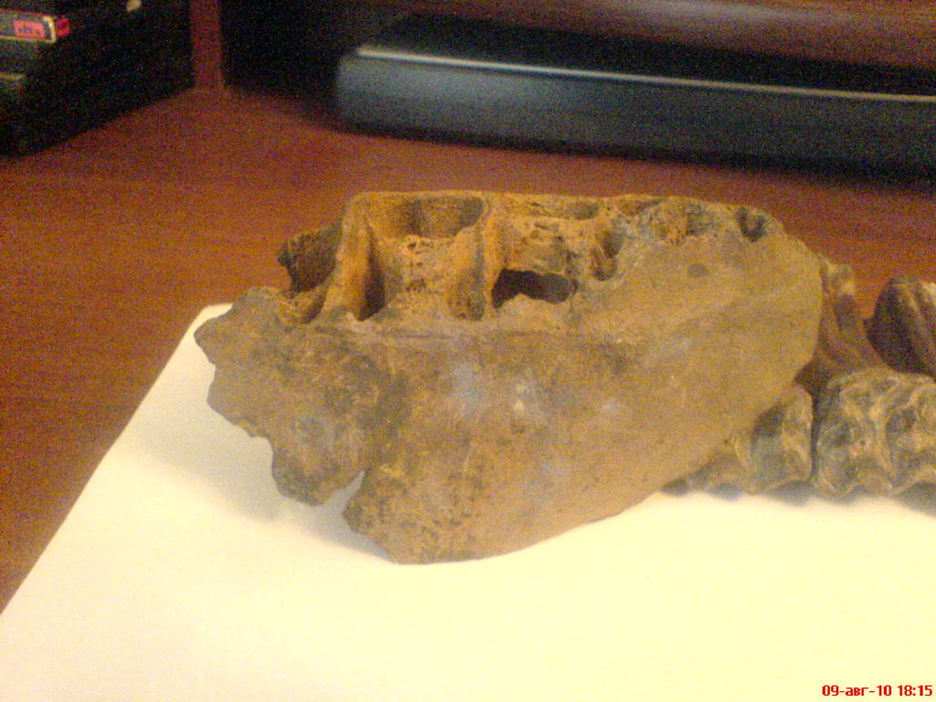 ���� ������������ ���������