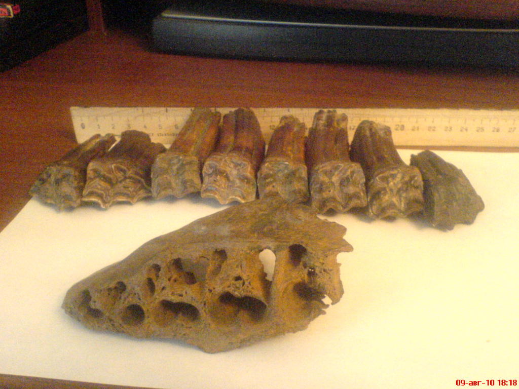 ���� ������������ ���������