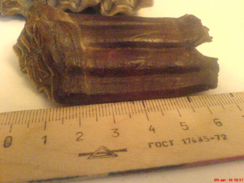 ���� ������������ ���������