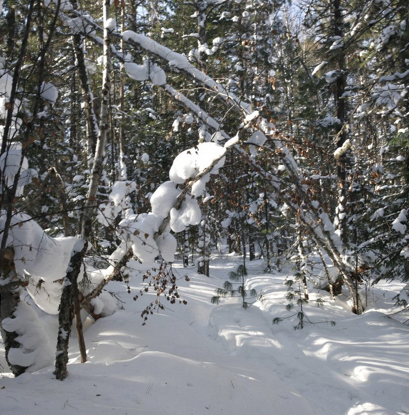 ������ ����