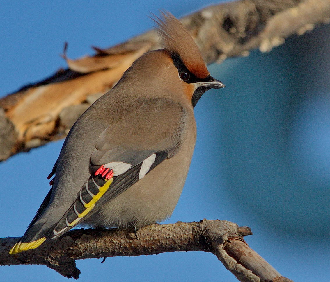 �� ��������