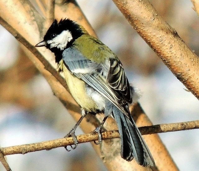 ������ �� ��������