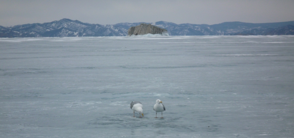 ���������.