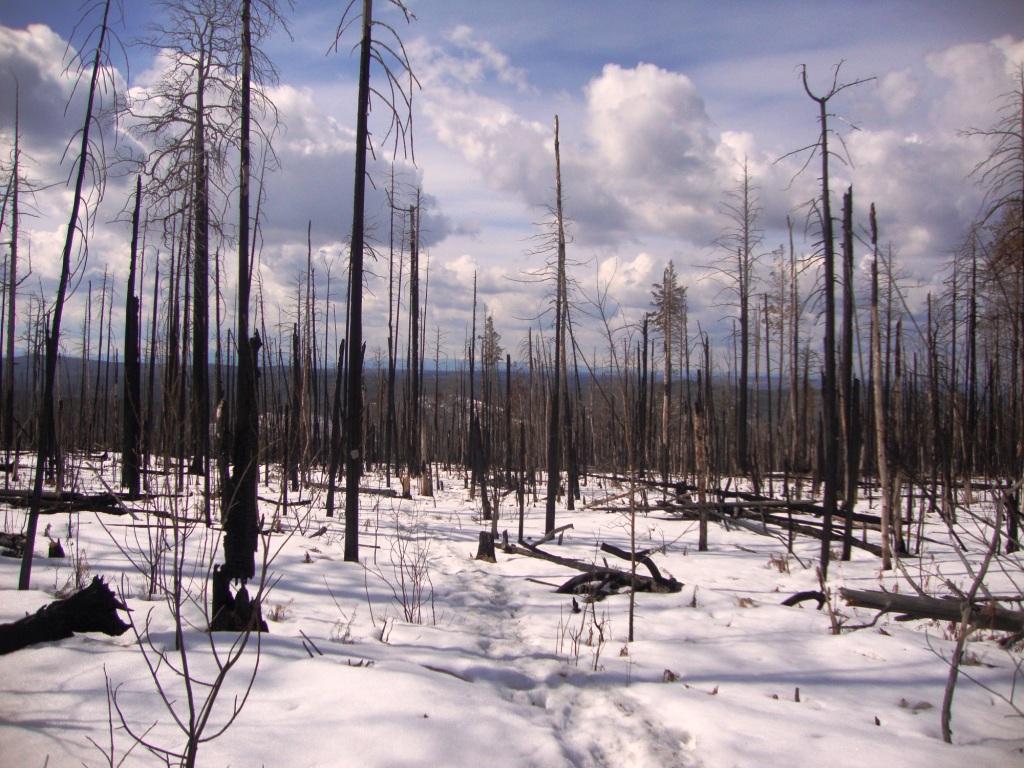 ������ ������