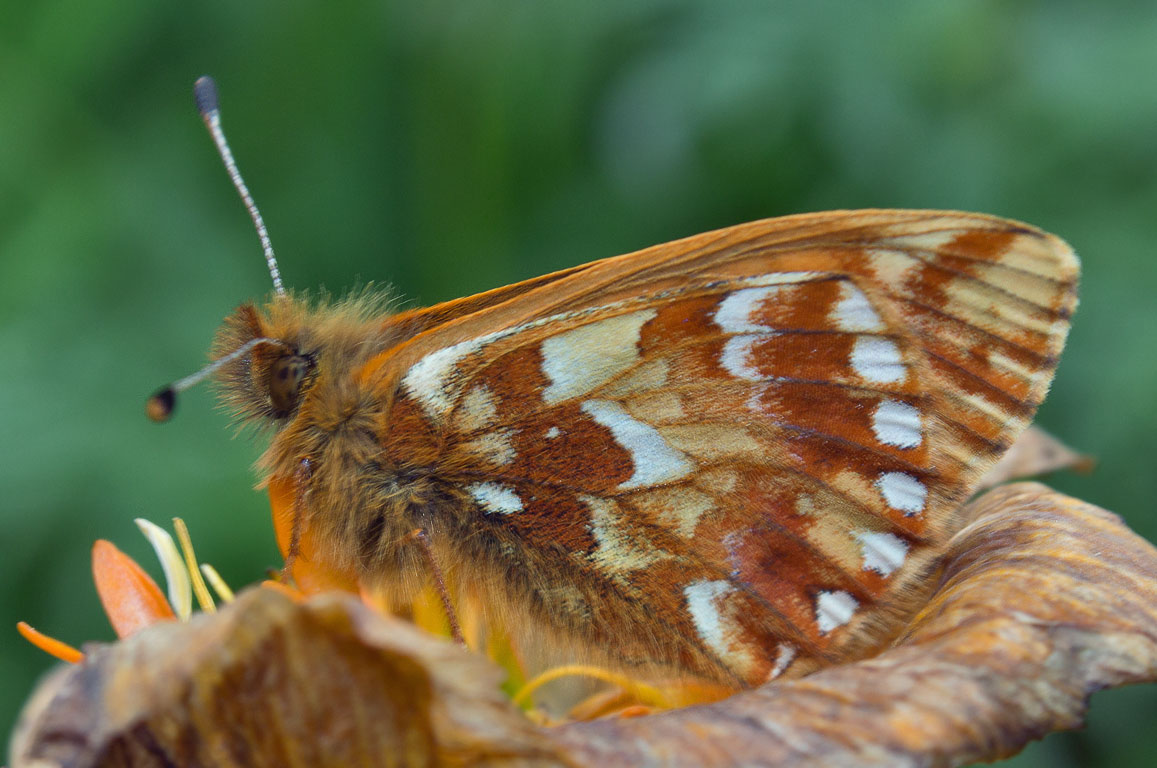   (Boloria altaica)