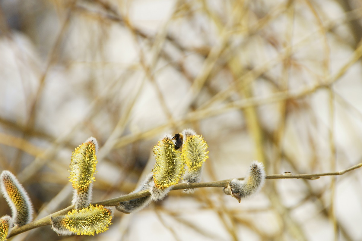 ������� ���������