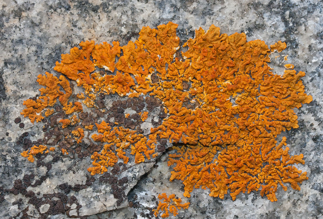 Xanthoria elegans ?