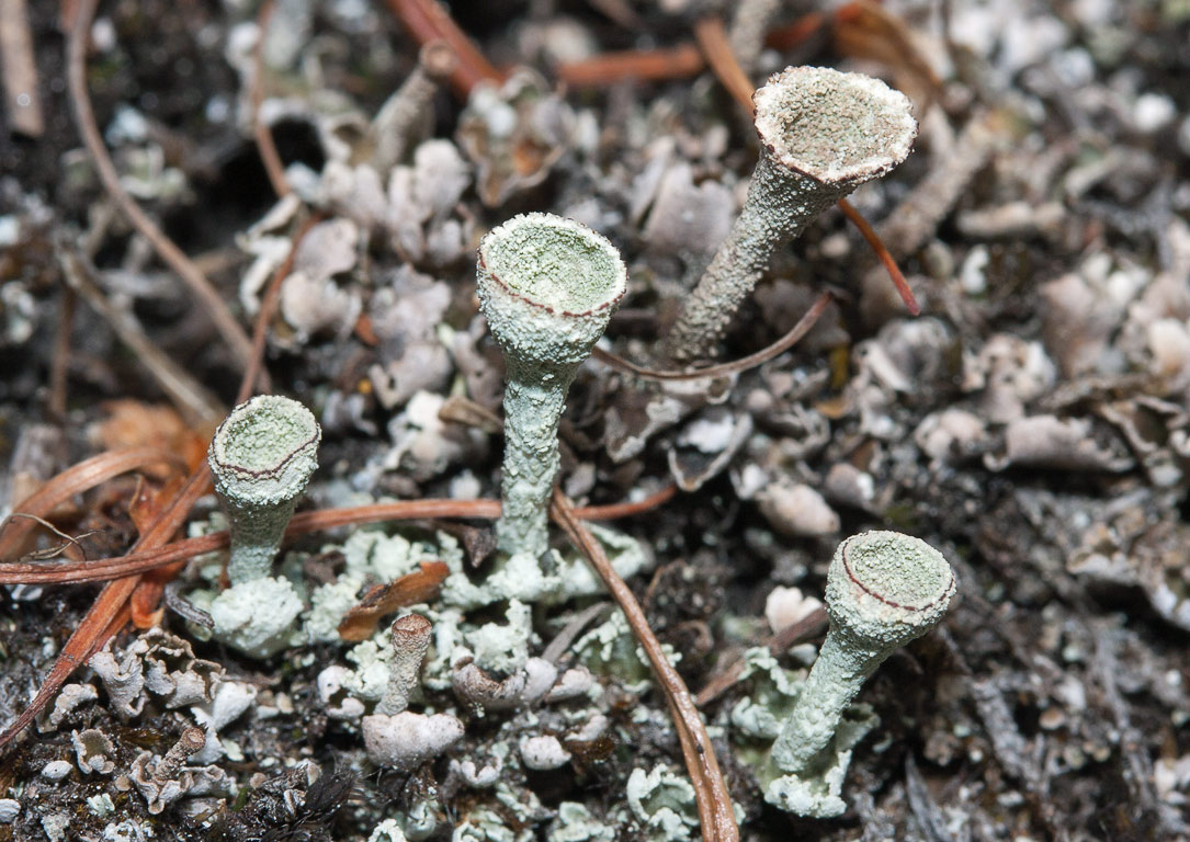 Cladonia fimbriata