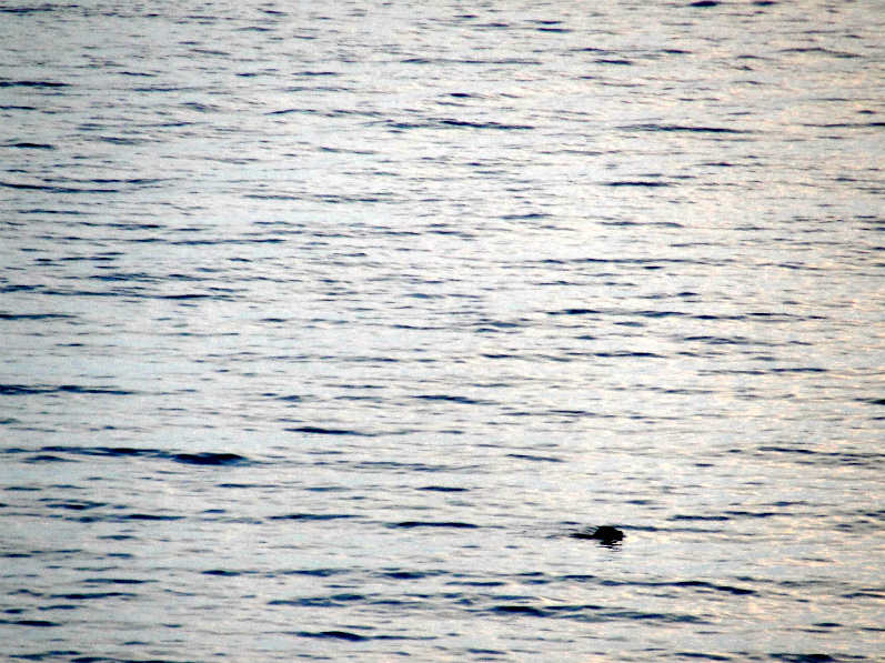 ����������� �������