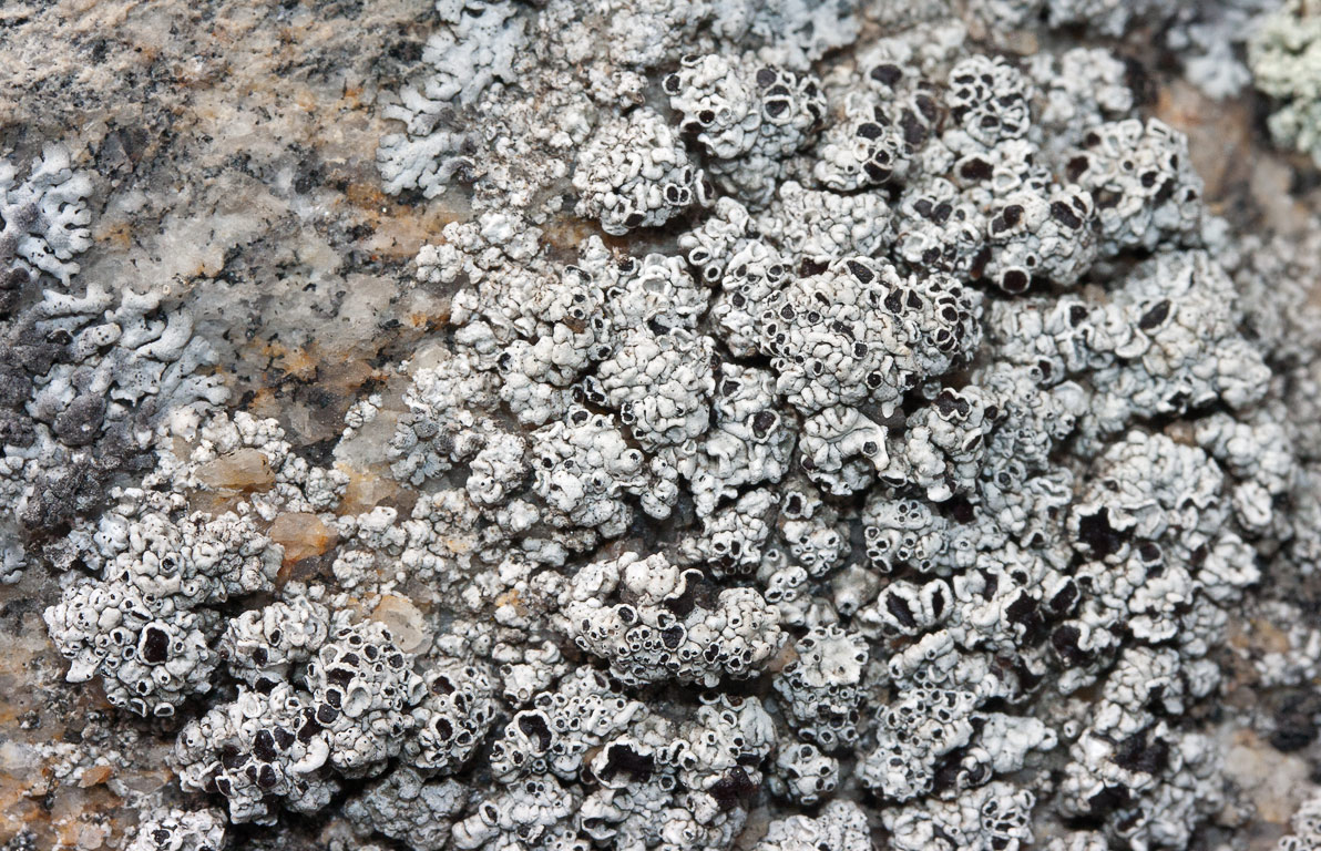 Lecanora s.l.