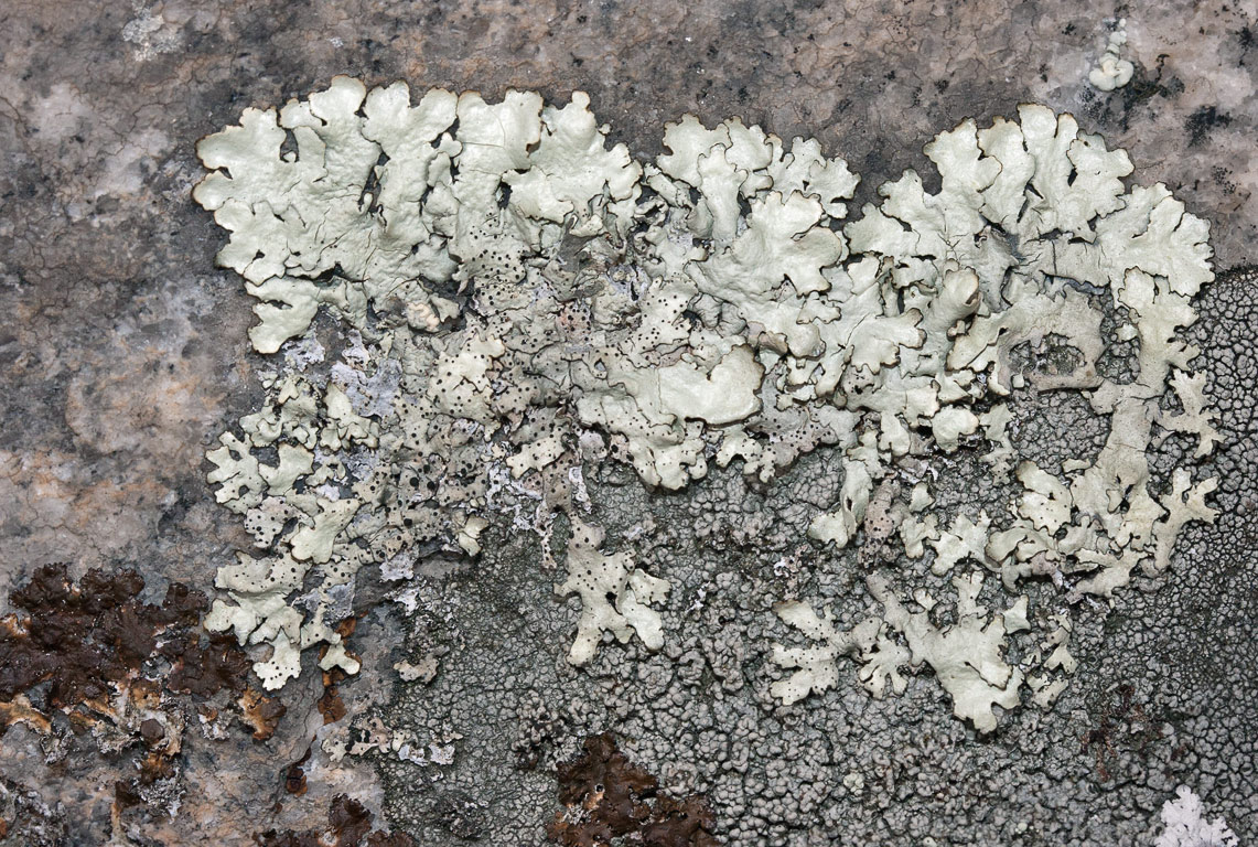 Xanthoparmelia stenophylla