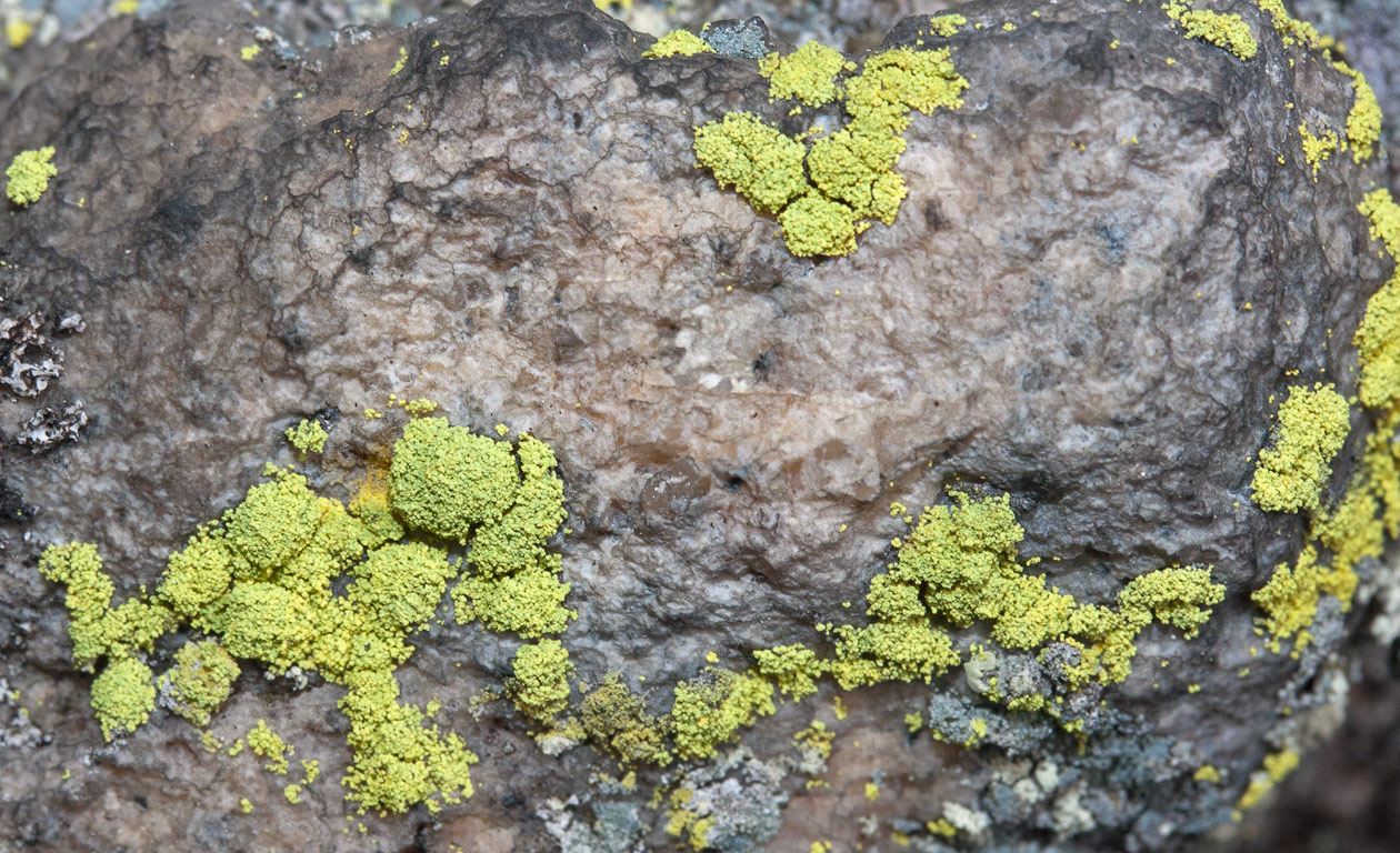 Chrysothrix chlorina
