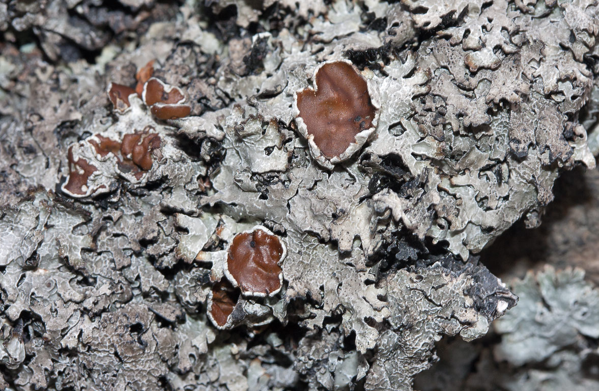 Parmelia omphalodes