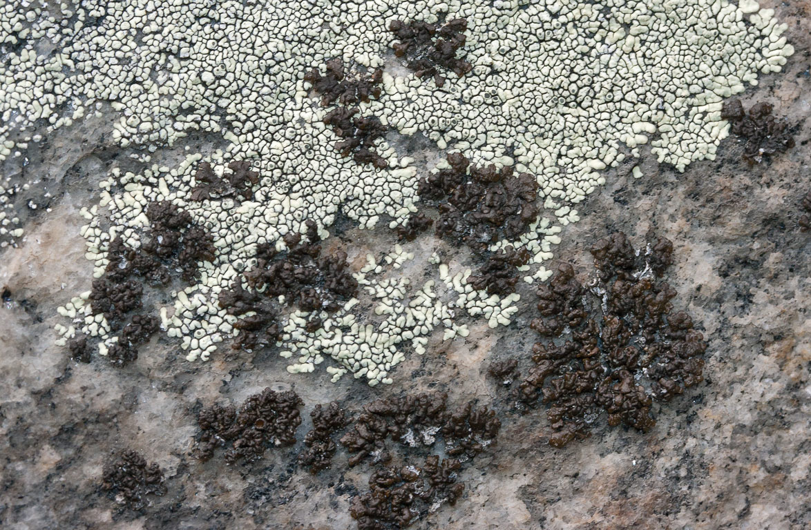 Dimelaena oreina  Melanelia