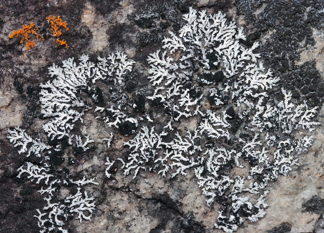 Physcia sp.