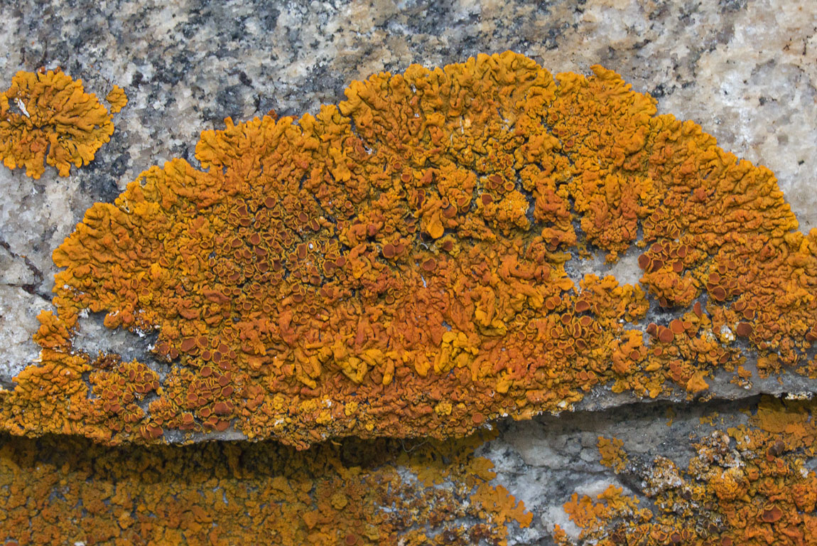 Xanthoria ?