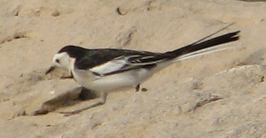 ""    M.a.leucopsis (1)
