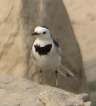 ""    M.a.leucopsis (2)