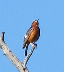 ���������� ����� �����