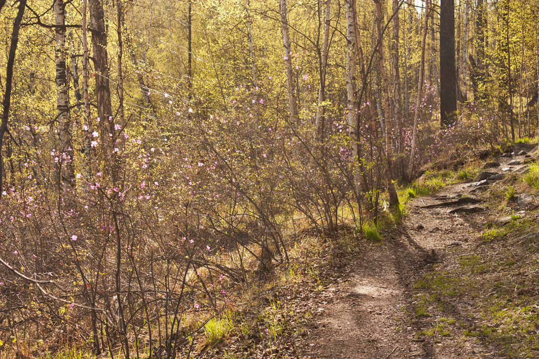 � ������ ����