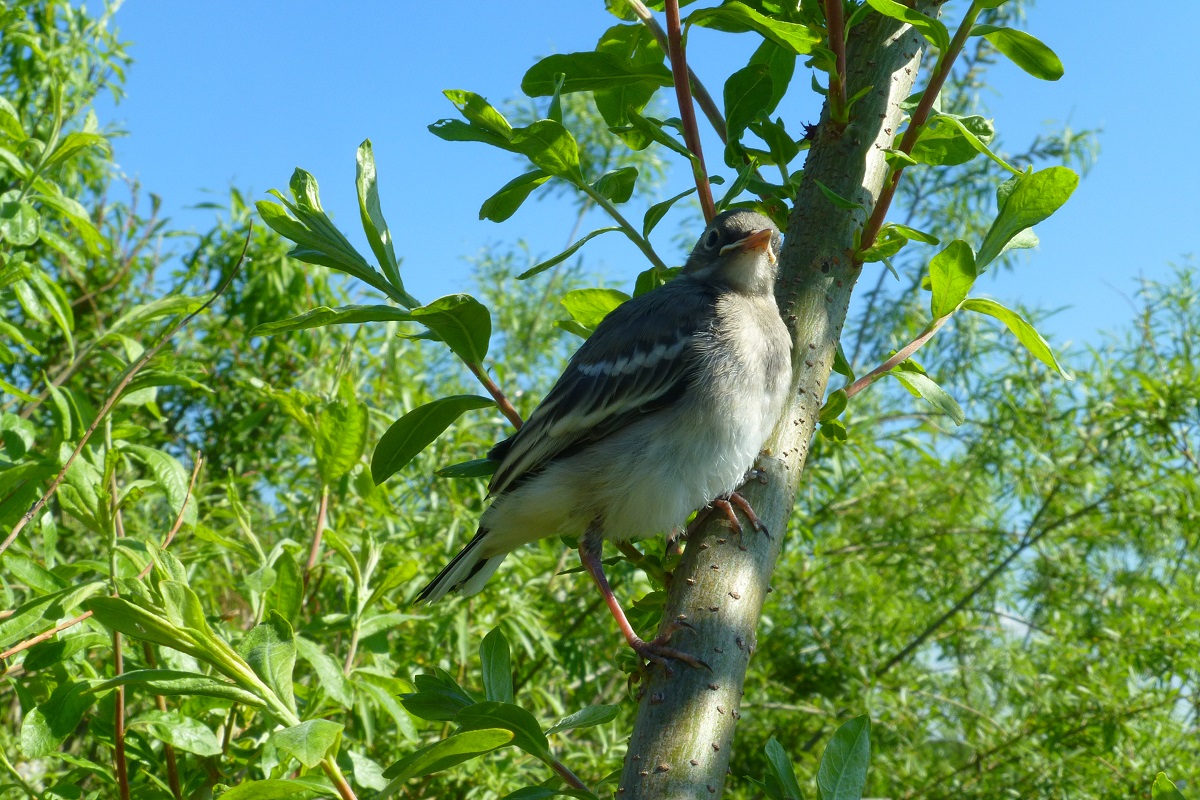 ������� �� ����-4