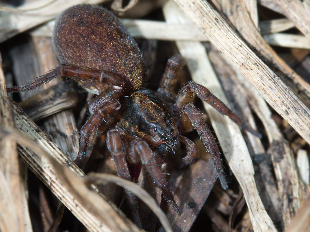 Trochosa sp.