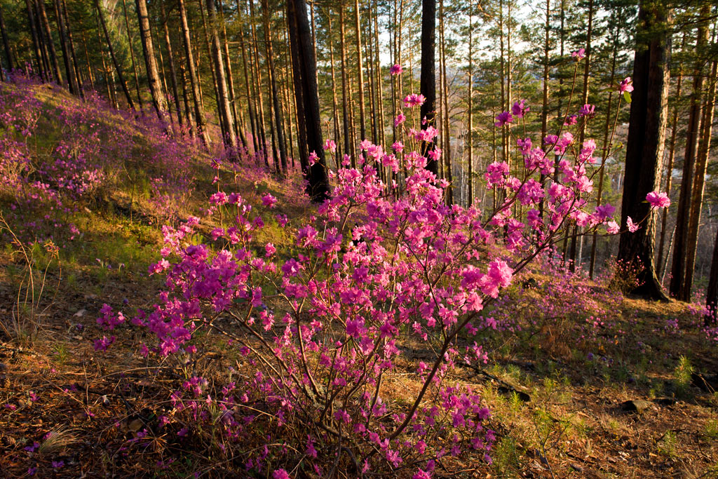 ������ ��������� �����