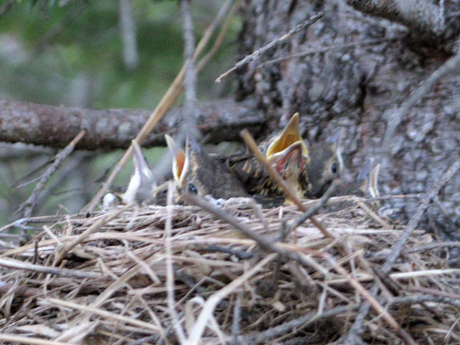 ������ � ������ �� ����� ���