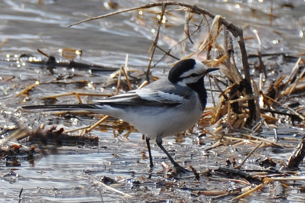     (M.a.ocularis)