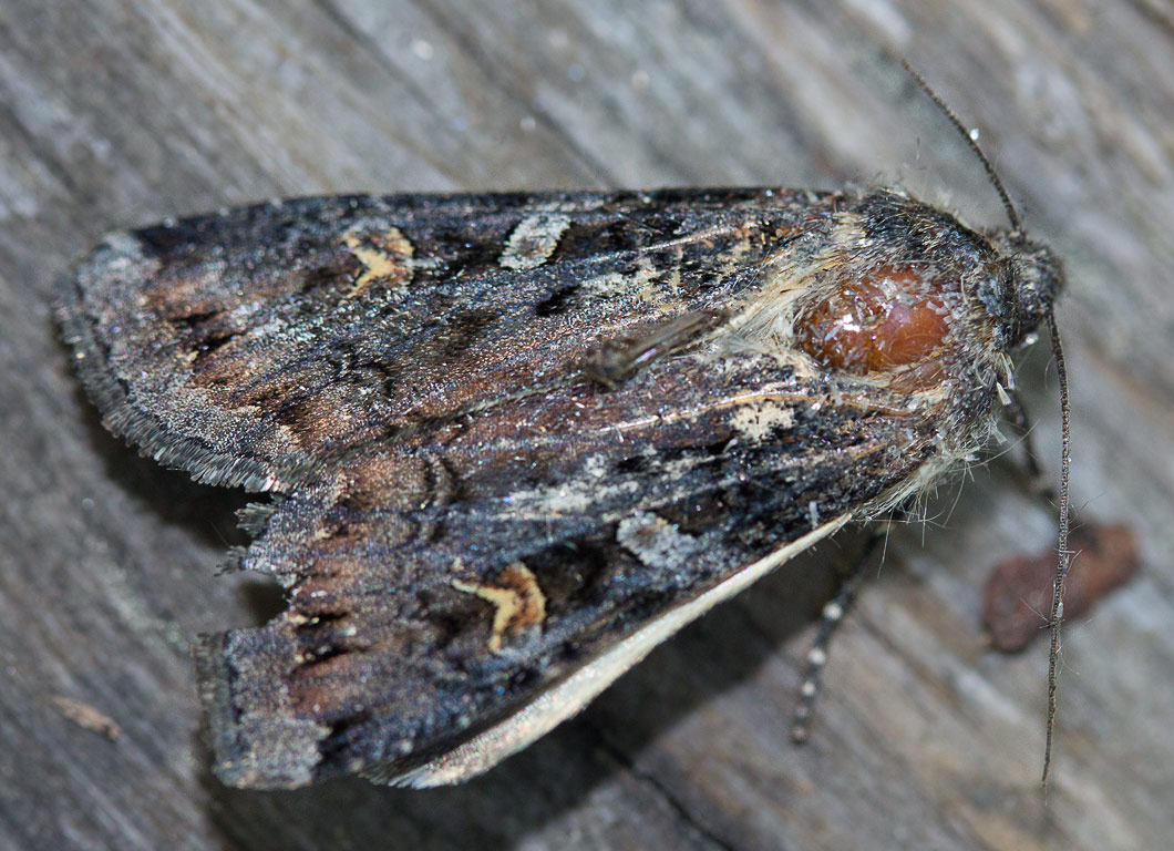   (Actebia fennica)