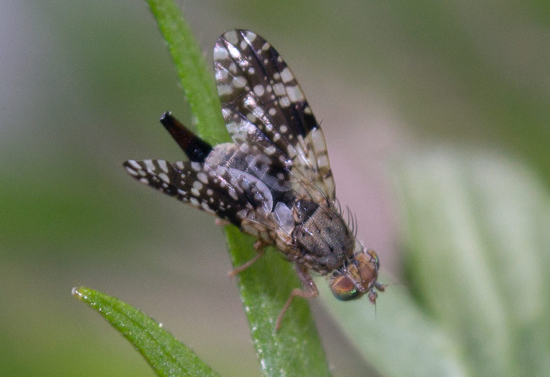  Oxyna parietina