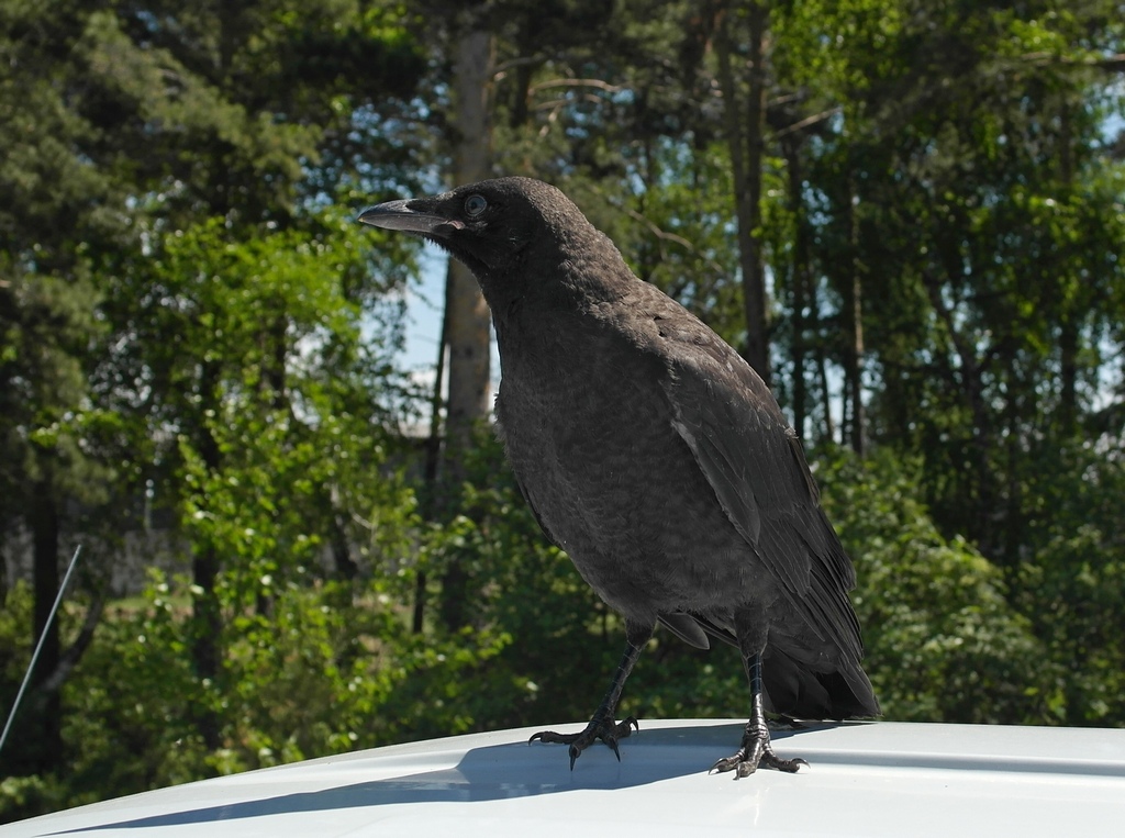 ����������� �������