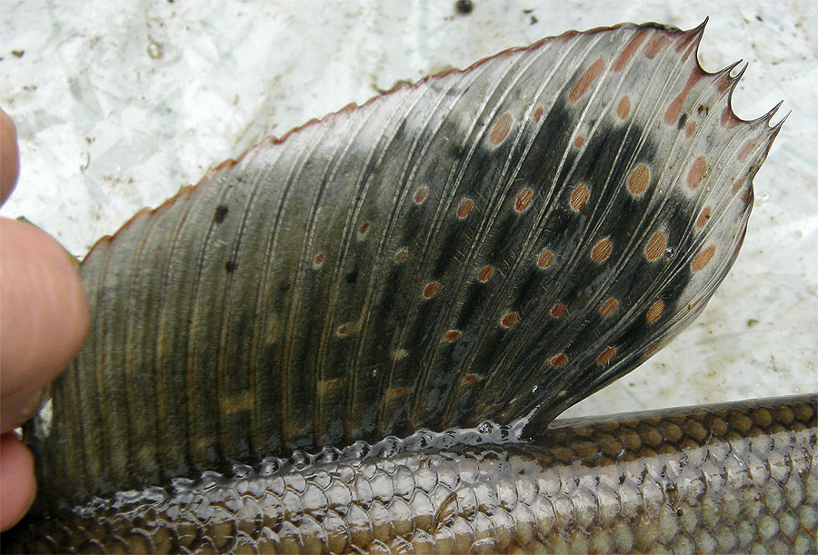  Thymallus svetovidovi