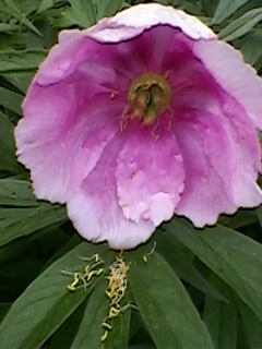 ������ ������