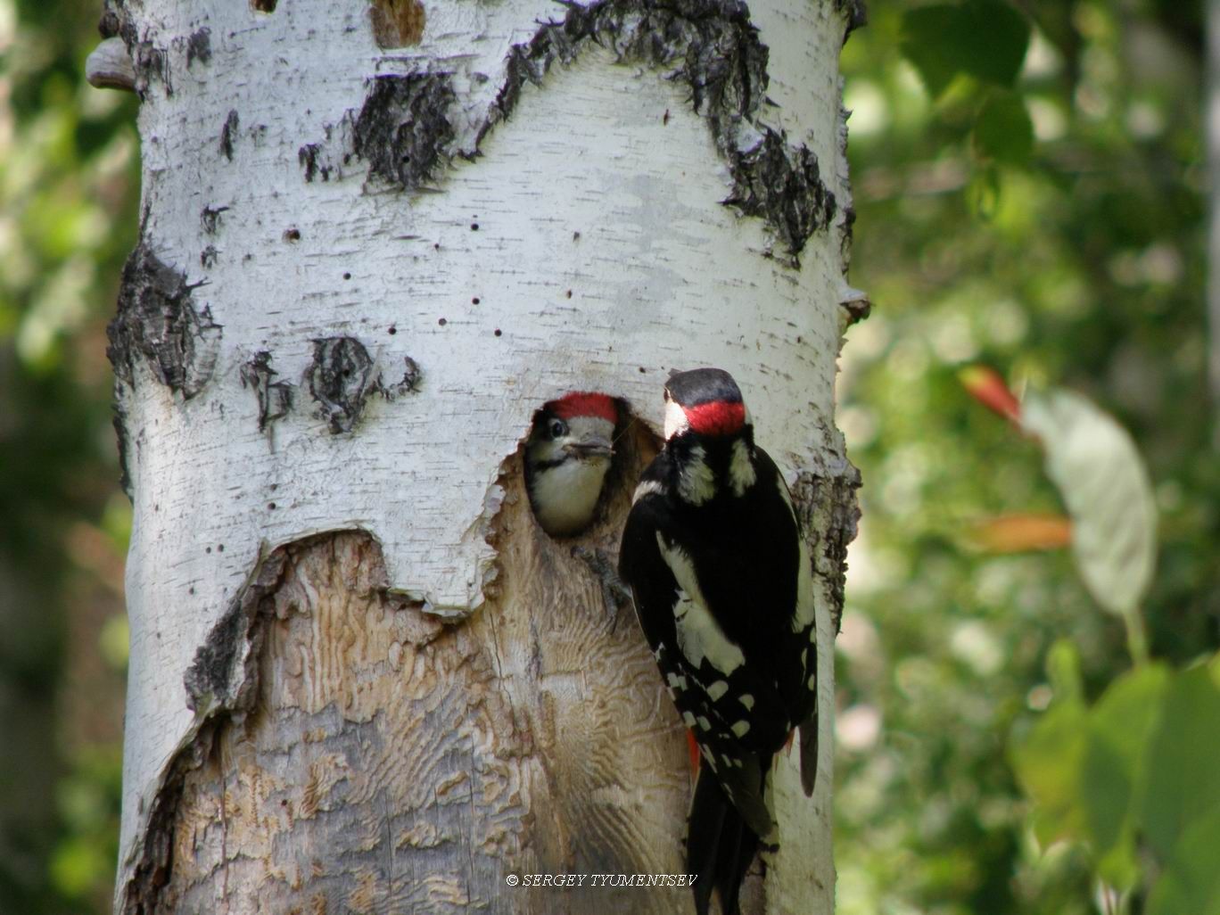 � ����� ������ ����������...