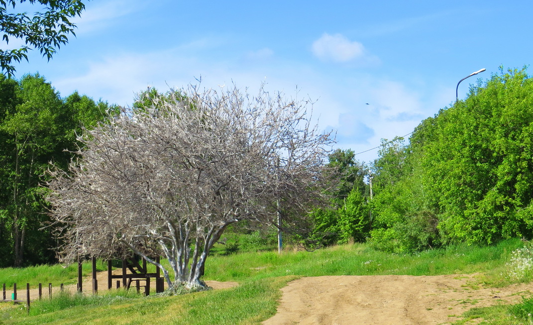 ���� ������