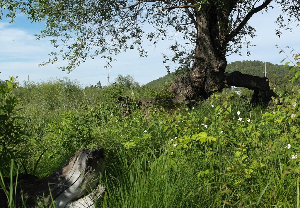 ����������, ��������������. (��� ���������� ��� ���)