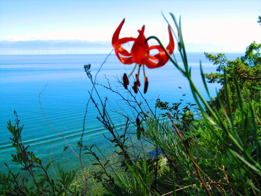 ��� ��������