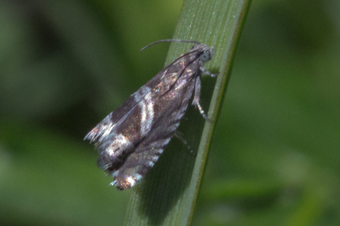   Dichrorampha