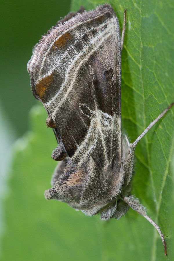   (Euchalcia modestoides)
