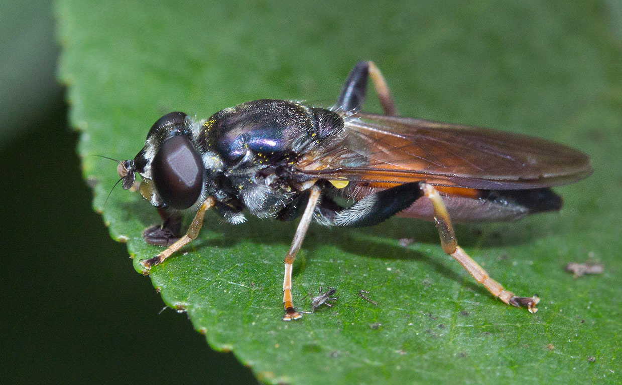 Xylota segnis