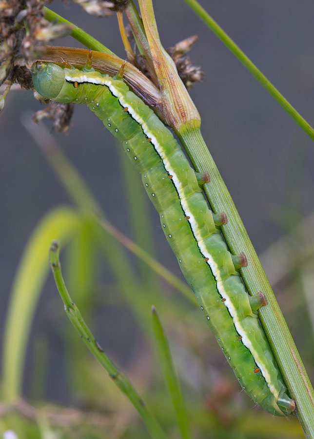     (Xylena vetusta)
