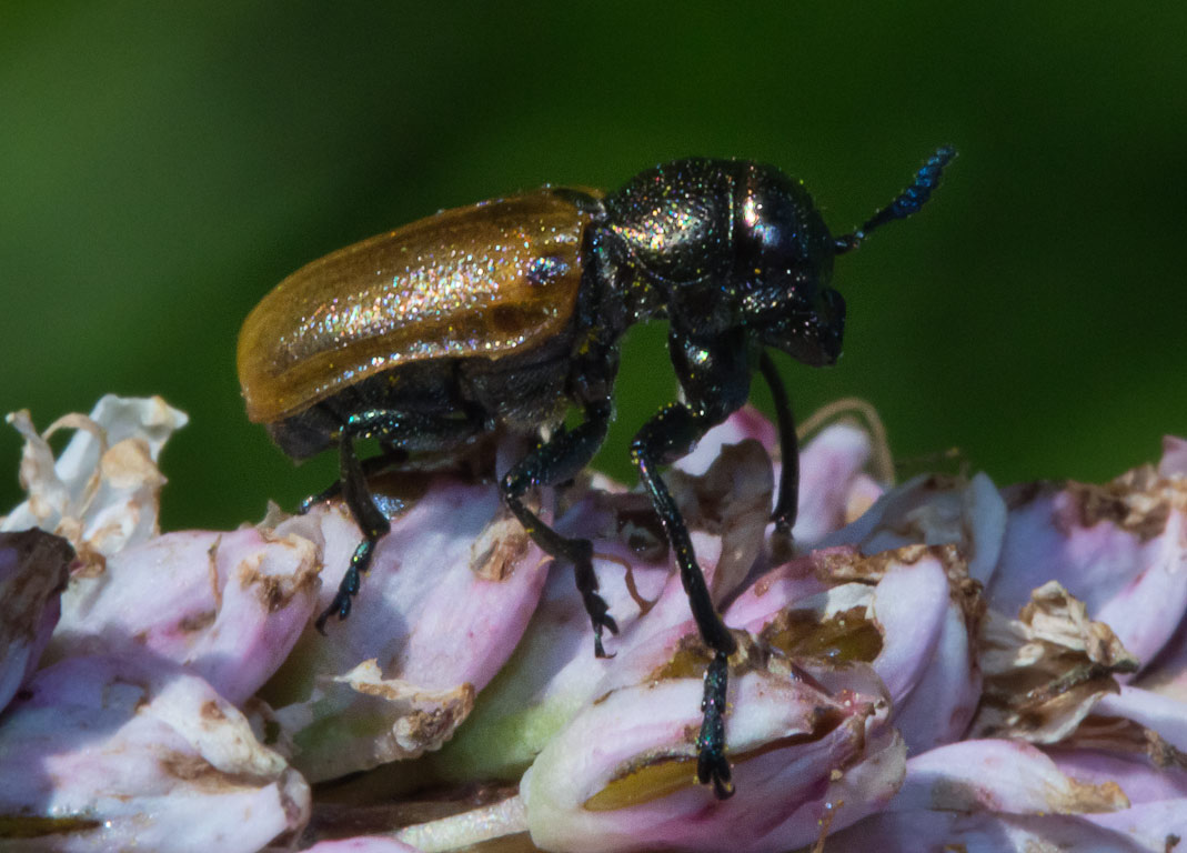   (Labidostomis longimana)