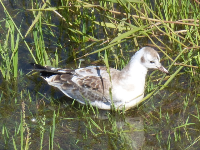 ,     Larus ridibundus
