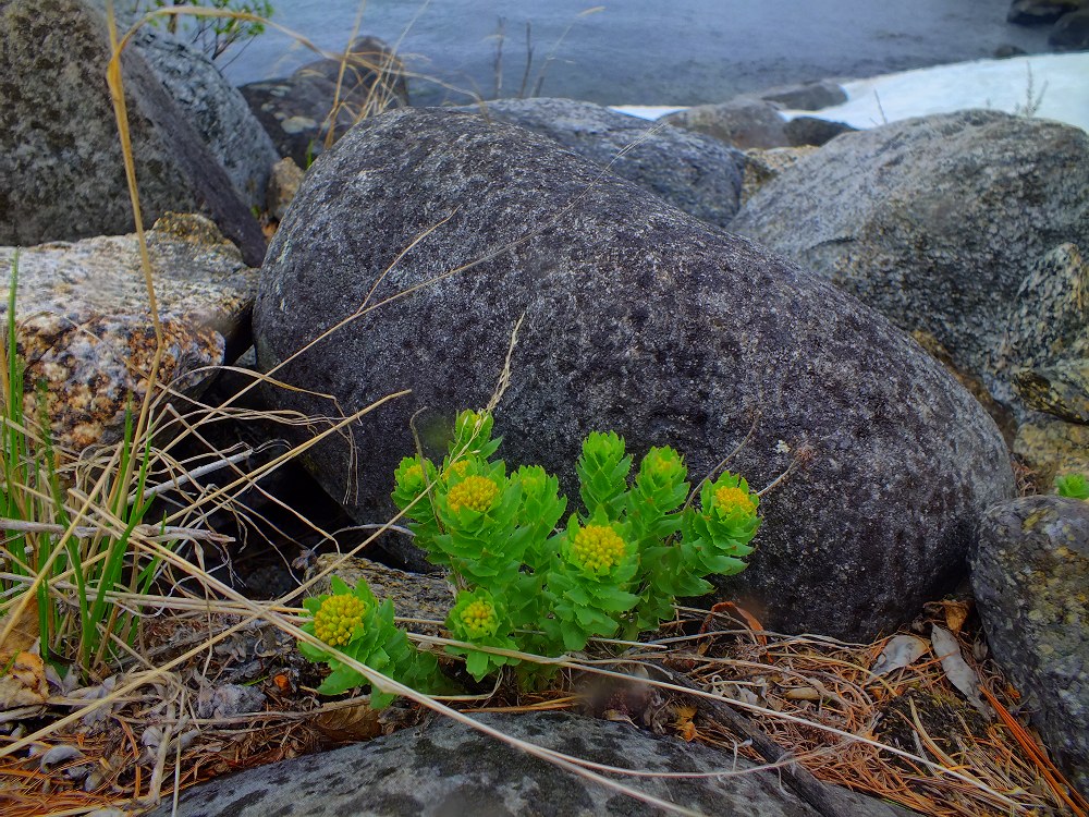 Rhodiola rosea