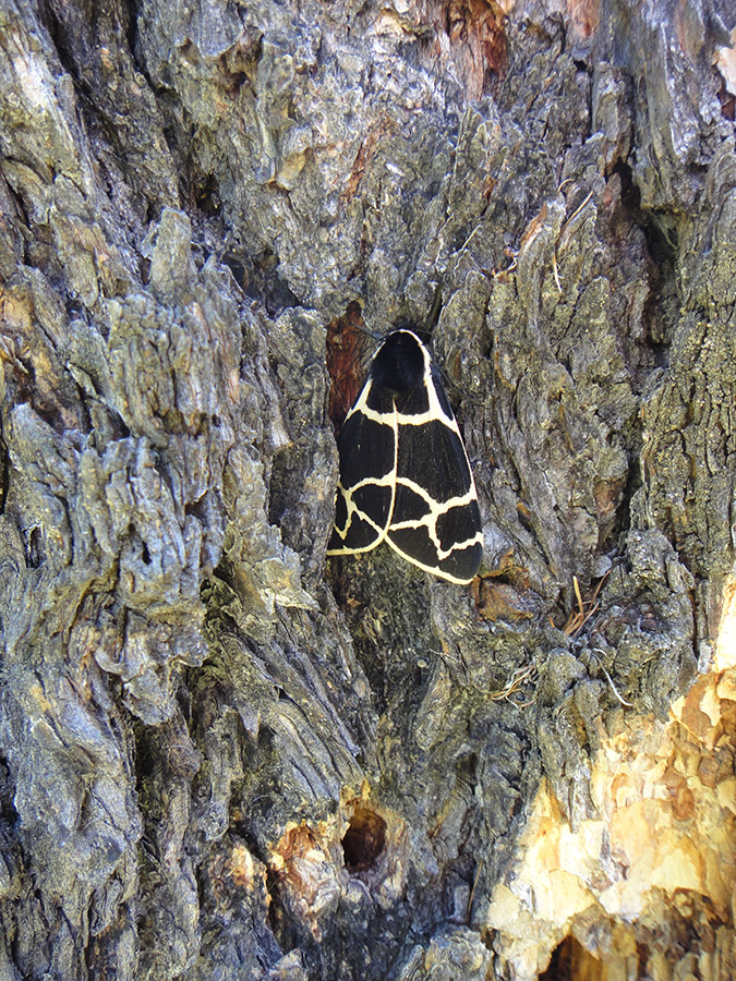 Arctia flavia